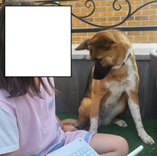 KELLY, Hund, Jindo-Mix in Korea (Südkorea) - Bild 2