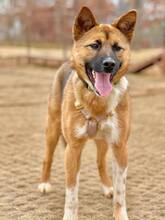 KELLY, Hund, Jindo-Mix in Korea (Südkorea) - Bild 7