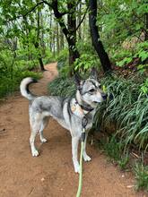 PIE, Hund, Jindo-Mix in Korea (Südkorea) - Bild 1