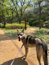 PIE, Hund, Jindo-Mix in Korea (Südkorea) - Bild 2