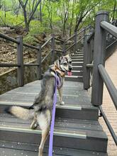 PIE, Hund, Jindo-Mix in Korea (Südkorea) - Bild 3