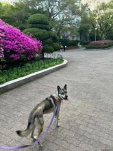 PIE, Hund, Jindo-Mix in Korea (Südkorea) - Bild 4