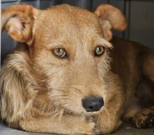 NEKO, Hund, Mischlingshund in Spanien - Bild 1