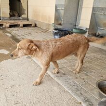 NEKO, Hund, Mischlingshund in Spanien - Bild 10