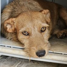 NEKO, Hund, Mischlingshund in Spanien - Bild 11