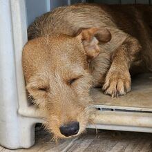 NEKO, Hund, Mischlingshund in Spanien - Bild 12