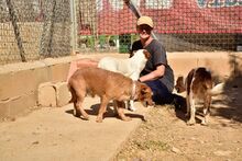 NEKO, Hund, Mischlingshund in Spanien - Bild 2