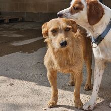 NEKO, Hund, Mischlingshund in Spanien - Bild 4