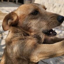 NEKO, Hund, Mischlingshund in Spanien - Bild 5