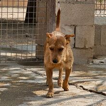 NEKO, Hund, Mischlingshund in Spanien - Bild 6