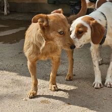 NEKO, Hund, Mischlingshund in Spanien - Bild 7