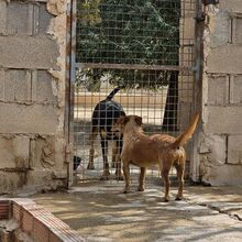 NEKO, Hund, Mischlingshund in Spanien - Bild 8