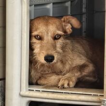 NEKO, Hund, Mischlingshund in Spanien - Bild 9