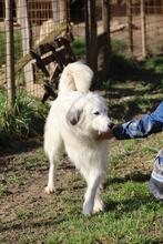 FILIPPA, Hund, Maremmen-Abruzzen-Schäferhund-Spinone Italiano-Mix in Italien - Bild 1