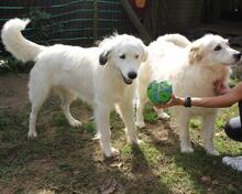 FILIPPA, Hund, Maremmen-Abruzzen-Schäferhund-Spinone Italiano-Mix in Italien - Bild 10