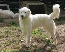 FILIPPA, Hund, Maremmen-Abruzzen-Schäferhund-Spinone Italiano-Mix in Italien - Bild 11