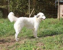 FILIPPA, Hund, Maremmen-Abruzzen-Schäferhund-Spinone Italiano-Mix in Italien - Bild 13