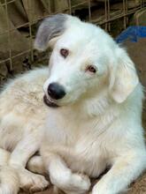 FILIPPA, Hund, Maremmen-Abruzzen-Schäferhund-Spinone Italiano-Mix in Italien - Bild 14