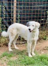 FILIPPA, Hund, Maremmen-Abruzzen-Schäferhund-Spinone Italiano-Mix in Italien - Bild 15