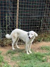 FILIPPA, Hund, Maremmen-Abruzzen-Schäferhund-Spinone Italiano-Mix in Italien - Bild 16