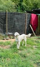 FILIPPA, Hund, Maremmen-Abruzzen-Schäferhund-Spinone Italiano-Mix in Italien - Bild 17