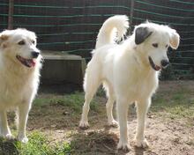 FILIPPA, Hund, Maremmen-Abruzzen-Schäferhund-Spinone Italiano-Mix in Italien - Bild 18