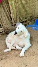 FILIPPA, Hund, Maremmen-Abruzzen-Schäferhund-Spinone Italiano-Mix in Italien - Bild 19