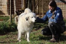 FILIPPA, Hund, Maremmen-Abruzzen-Schäferhund-Spinone Italiano-Mix in Italien - Bild 2