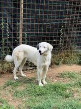 FILIPPA, Hund, Maremmen-Abruzzen-Schäferhund-Spinone Italiano-Mix in Italien - Bild 20