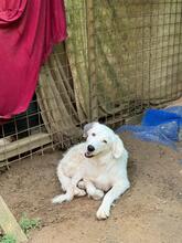 FILIPPA, Hund, Maremmen-Abruzzen-Schäferhund-Spinone Italiano-Mix in Italien - Bild 21