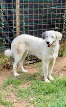 FILIPPA, Hund, Maremmen-Abruzzen-Schäferhund-Spinone Italiano-Mix in Italien - Bild 22