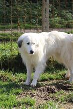 FILIPPA, Hund, Maremmen-Abruzzen-Schäferhund-Spinone Italiano-Mix in Italien - Bild 4