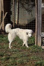 FILIPPA, Hund, Maremmen-Abruzzen-Schäferhund-Spinone Italiano-Mix in Italien - Bild 5