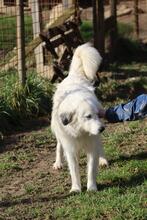 FILIPPA, Hund, Maremmen-Abruzzen-Schäferhund-Spinone Italiano-Mix in Italien - Bild 6