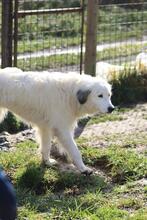 FILIPPA, Hund, Maremmen-Abruzzen-Schäferhund-Spinone Italiano-Mix in Italien - Bild 7