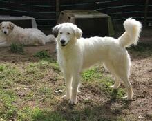 FILIPPA, Hund, Maremmen-Abruzzen-Schäferhund-Spinone Italiano-Mix in Italien - Bild 8