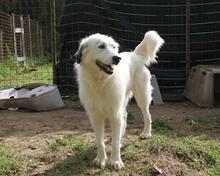 FILIPPA, Hund, Maremmen-Abruzzen-Schäferhund-Spinone Italiano-Mix in Italien - Bild 9