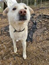 COTTON, Hund, Jindo-Mix in Korea (Südkorea) - Bild 5