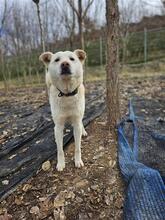 COTTON, Hund, Jindo-Mix in Korea (Südkorea) - Bild 6