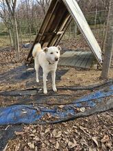 COTTON, Hund, Jindo-Mix in Korea (Südkorea) - Bild 7