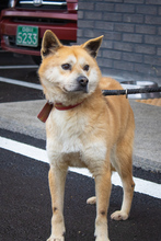 LOTSHI, Hund, Jindo-Mix in Korea (Südkorea) - Bild 1