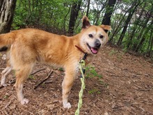 LOTSHI, Hund, Jindo-Mix in Korea (Südkorea) - Bild 3