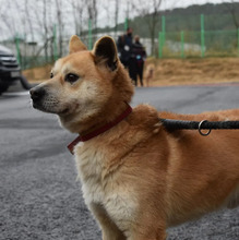 LOTSHI, Hund, Jindo-Mix in Korea (Südkorea) - Bild 4