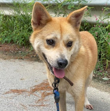 LOTSHI, Hund, Jindo-Mix in Korea (Südkorea) - Bild 5