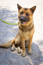 THOR, Hund, Deutscher Schäferhund in Korea (Südkorea) - Bild 1