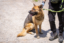 THOR, Hund, Deutscher Schäferhund in Korea (Südkorea) - Bild 2