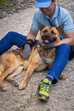 THOR, Hund, Deutscher Schäferhund in Korea (Südkorea) - Bild 3