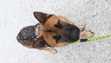 THOR, Hund, Deutscher Schäferhund in Korea (Südkorea) - Bild 4