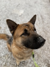 THOR, Hund, Deutscher Schäferhund in Korea (Südkorea) - Bild 6