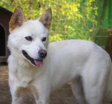 LAI, Hund, Jindo-Mix in Korea (Südkorea) - Bild 1